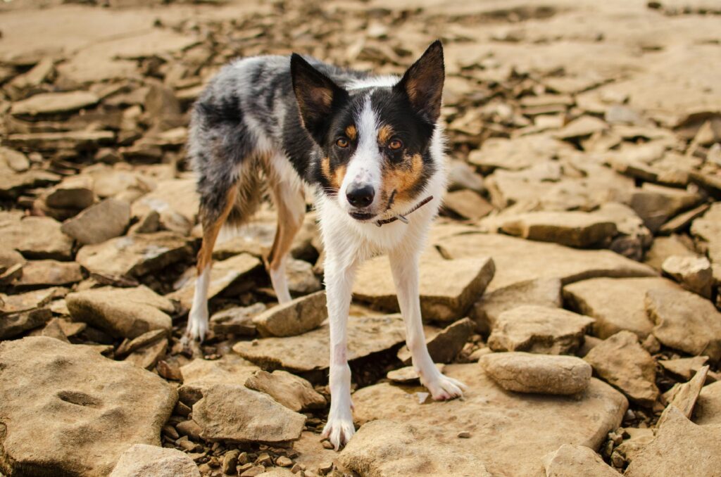 Ań anusie shepherd